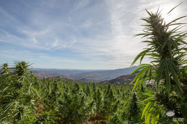 What are the main cannabis Landraces?